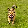 active, animal, ball, canine, daytime, dog, fetch, field, fun, grass, green, happy, harness, leisure, outdoor, pet, playful, running, summer, tongue_out
