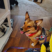 Baby Girl Mhithia is registered to the contest to win money with this photo: animal, bandana, canine, carpet, collar, companion, dog, domestic, ears, flooring, happy, harness, household, indoor, leash, pet, service_dog, sitting, tongue, wooden_floor