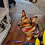 animal, bandana, canine, carpet, collar, companion, dog, domestic, ears, flooring, happy, harness, household, indoor, leash, pet, service_dog, sitting, tongue, wooden_floor