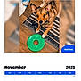 animal, brown_dog, calendar, companion, cute, dog, domestic_animal, ears_up, floor, green_toy, home, indoor, looking_up, november, november_2025, pet, playful, rug, toy, wood_floor