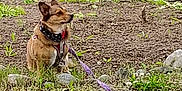 Baby Girl Mhithia joined the competition — help win amazing prizes! animal, bandana, canine, collar, daytime, dirt, dog, fur, grass, ground, leash, looking_away, nature, outdoor, pet, quiet, rocks, side_view, sitting, small_dog