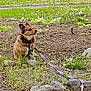 animal, bandana, canine, collar, daytime, dirt, dog, fur, grass, ground, leash, looking_away, nature, outdoor, pet, quiet, rocks, side_view, sitting, small_dog
