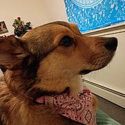 Mhithia Luise is registered to the contest to win money with this photo: animal, bandana, blue, brown, close_up, cozy, decor, dog, domestic_animal, fur, indoor, mammal, pattern, pet, plant, portrait, resting, side_view, tapestry, wall