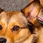 Mhithia Luise is registered to the contest to win money with this photo: dog, close_up, brown_eyes, fur, pet, canine, ears, animal, portrait, domestic_animal, muzzle, snout, whiskers, alert, looking_away, furry, companion, cute, indoor, friendly