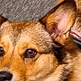 alert, animal, brown_eyes, canine, close_up, companion, cute, dog, domestic_animal, ears, friendly, fur, furry, indoor, looking_away, muzzle, pet, portrait, snout, whiskers