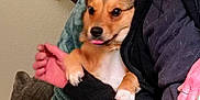 Mhithia joined the competition — help win amazing prizes! animal, blanket, brown, comfort, companion, cozy, cuddle, cute, dog, friendly, fur, hand, home, indoor, person, pet, relaxed, small_dog, tongue_out, white_paw