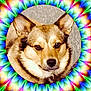 animal, artistic, background, brown, circle, closeup, colorful, cute, dog, ears, face, fur, nose, pattern, pet, portrait, psychedelic, rainbow, vibrant, white