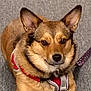 Mhithia Homblette is registered to the contest to win money with this photo: alert, animal, brown, canine, carpet, companion, cute, dog, domestic, ears, face, friendly, fur, indoor, leash, looking, muzzle, pet, red_harness, sitting