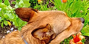 Mhithia Homblette joined the competition — help win amazing prizes! animal, canine, closeup, collar, colorful, dog, flora, flower, fur, garden, greenery, harness, leaf, nature, orange_flower, outdoor, pet, plant, sniffing, spring