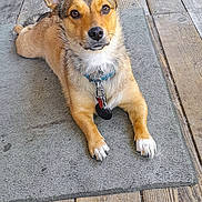 Baby Girl joined the competition — help win amazing prizes! animal, blue_chair, brown_dog, collar, cute, dog, domestic_animal, ear, floor, furniture, home, houseplant, indoor, leash, looking_at_camera, mat, pet, resting, white_paws, wooden_floor