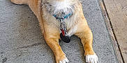 Baby Girl joined the competition — help win amazing prizes! animal, blue_chair, brown_dog, collar, cute, dog, domestic_animal, ear, floor, furniture, home, houseplant, indoor, leash, looking_at_camera, mat, pet, resting, white_paws, wooden_floor