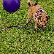 Baby Girl joined the competition — help win amazing prizes! active, animal, canine, daylight, dog, exercise, field, fun, grass, greenery, harness, leash, mammal, nature, outdoor, park, pet, playful, purple_ball, tongue_out