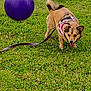 active, animal, canine, daylight, dog, exercise, field, fun, grass, greenery, harness, leash, mammal, nature, outdoor, park, pet, playful, purple_ball, tongue_out