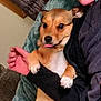 animal, blanket, brown_dog, casual, companion, couch, cozy, cute, dog, fur, hand, holding, indoors, person, pet, relaxed, small_dog, tongue_out, warm, white_paws