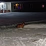 dog, snow, night, house, lights, darkness, outdoor, animal, pet, winter, cold, snow_pile, tire_tracks, residence, yard, canine, quiet, isolated, blur, dim_light