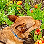 animal, canine, closeup, collar, colorful, dog, flower, fur, garden, greenery, nature, orange_flower, outdoor, pet, plant, side_view, sniffing, spring, summer, yellow_flower