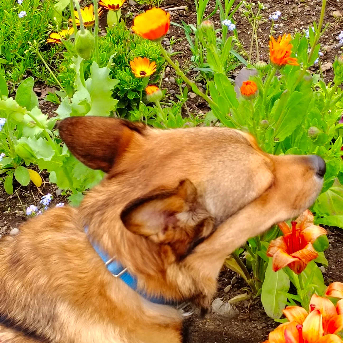 Myspecial Angel joined the competition — help win amazing prizes! animal, canine, closeup, collar, colorful, dog, flower, fur, garden, greenery, nature, orange_flower, outdoor, pet, plant, side_view, sniffing, spring, summer, yellow_flower