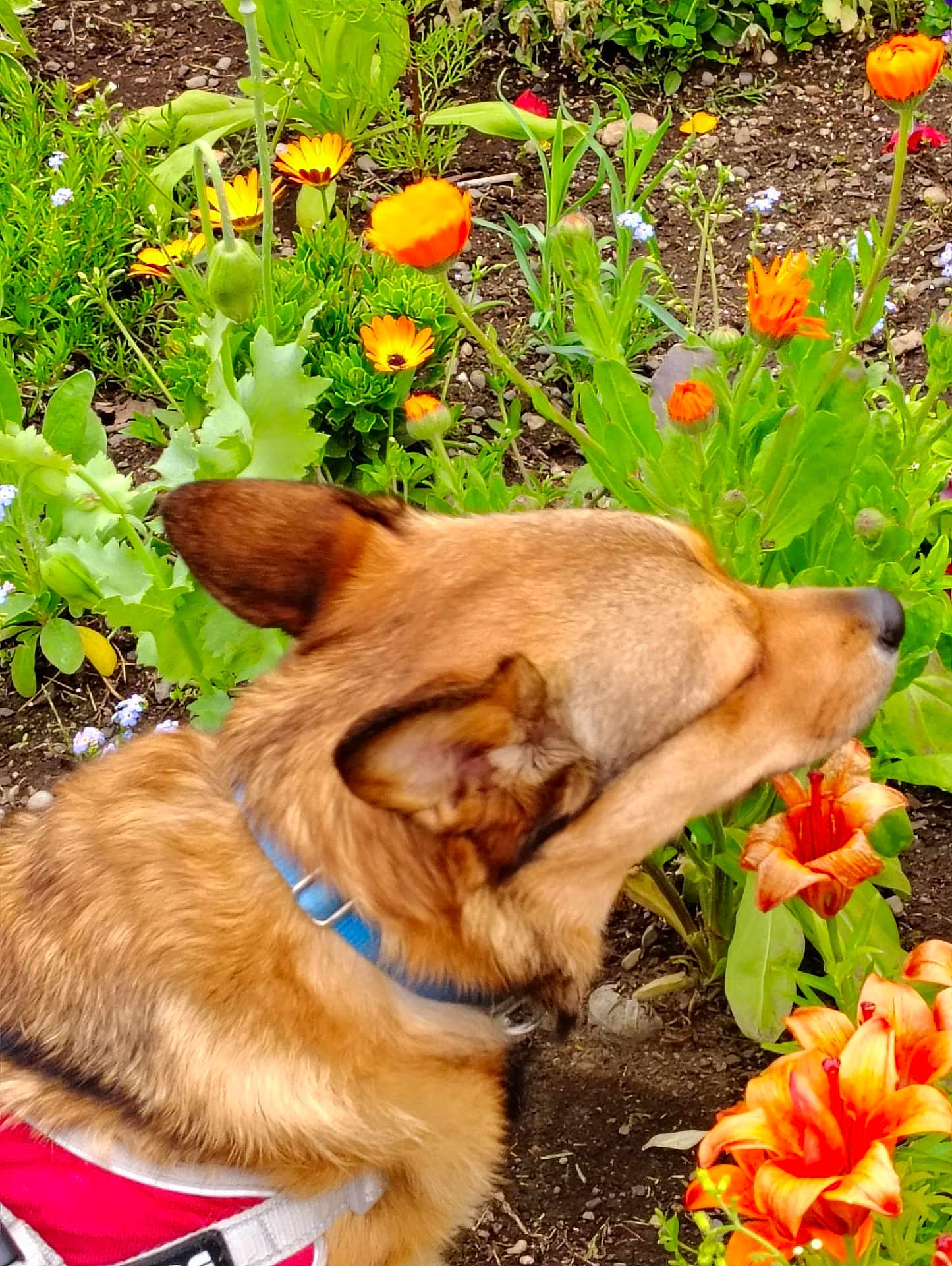 Myspecial Angel joined the competition — help win amazing prizes! dog, collar, flower, orange_flower, yellow_flower, garden, greenery, plant, pet, canine, outdoor, nature, fur, sniffing, closeup, colorful, spring, summer, animal, side_view