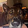 Baxter Roo