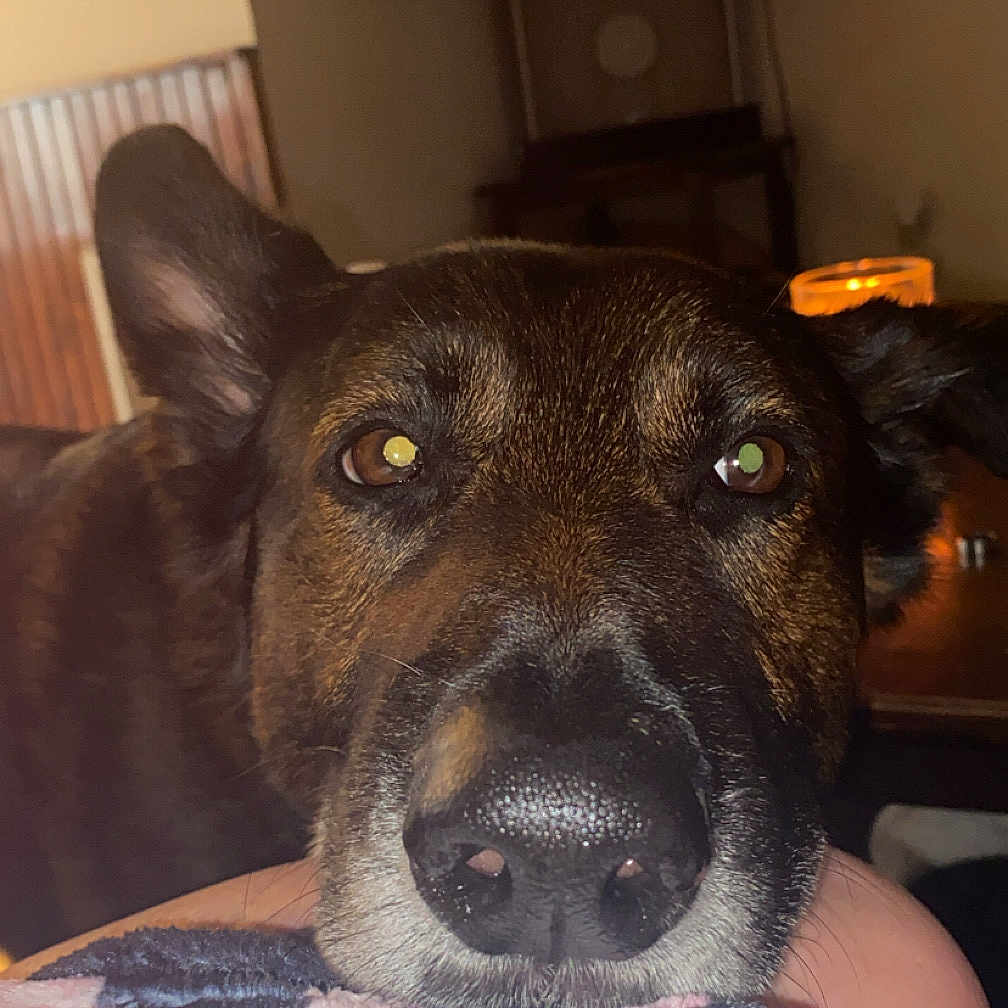 Baxter Roo