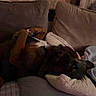 Baxter Roo is registered to the contest to win money with this photo: dog, brown_dog, black_dog, pet, couch, sofa, pillows, blanket, indoors, living_room, relaxed, sleeping, lying_down, upside_down, paws_up, floppy_ears, snout, cozy, home, portrait