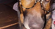 Baxter Roo is registered to the contest to win money with this photo: dog, german_shepherd, pet, animal, glasses, eyewear, portrait, close_up, funny, serious, looking_at_camera, brown_fur, black_fur, white_chest, pointed_ears, muzzle, nose, indoor, home, photography