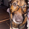 dog, german_shepherd, pet, animal, glasses, eyewear, portrait, close_up, funny, serious, looking_at_camera, brown_fur, black_fur, white_chest, pointed_ears, muzzle, nose, indoor, home, photography