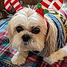 Zoie joined the competition — help win amazing prizes! dog, small_dog, fluffy, white_fur, pet, animal, portrait, front_view, sitting, blanket, colorful_blanket, holiday, christmas, candy_cane, costume, headwear, indoors, couch, cozy, cute