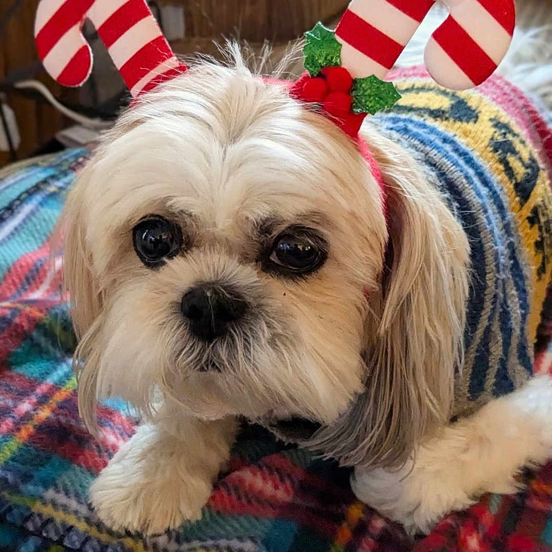 Zoie joined the competition — help win amazing prizes! dog, small_dog, fluffy, white_fur, pet, animal, portrait, front_view, sitting, blanket, colorful_blanket, holiday, christmas, candy_cane, costume, headwear, indoors, couch, cozy, cute