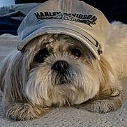 Zoie joined the competition — help win amazing prizes! dog, small_dog, fluffy, long_hair, pet, companion_animal, wearing_hat, baseball_cap, harley_davidson, portrait, close_up, lying_down, carpet, bedroom, bed, indoor, cute, funny, black_and_white, photograph