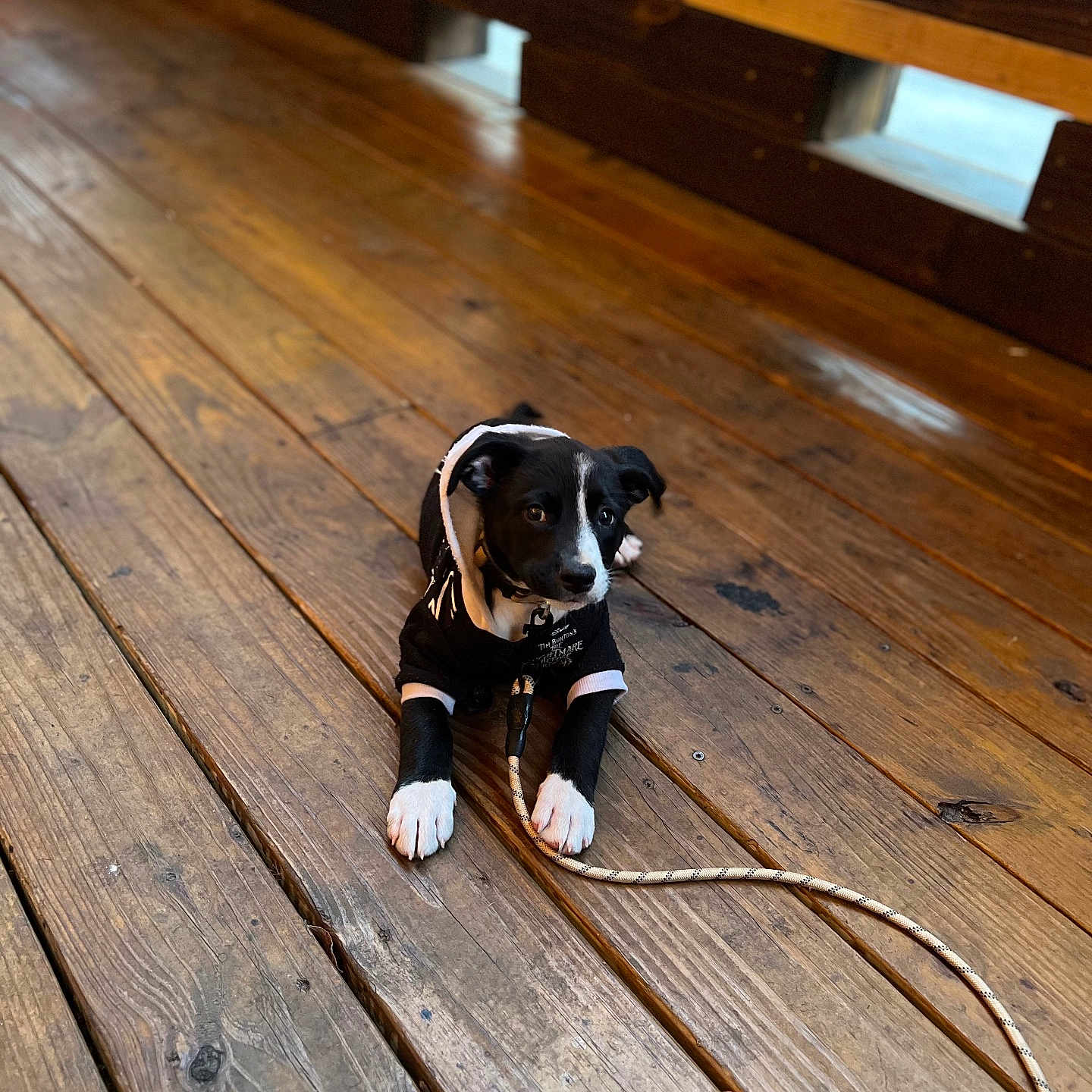 Onyx joined the competition — help win amazing prizes! accessories, animal, bulldog, canine, car, dog, hardwood, hound, indoors, interiordesign, machine, pet, plywood, puppy, stainedwood, strap, transportation, vehicle, wheel, wood