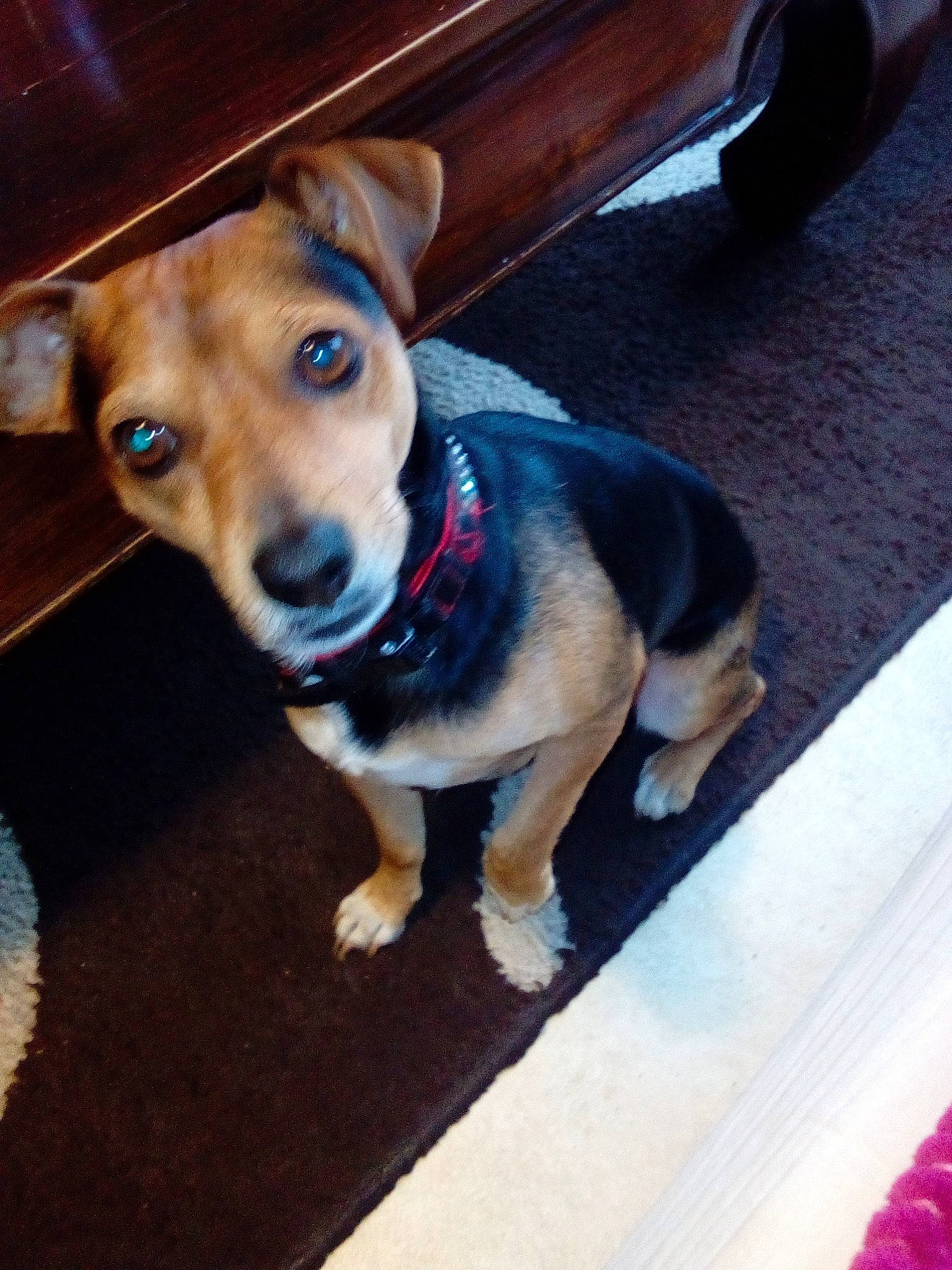 Junior a rejoint le concours — aidez-le/la à gagner de superbes lots ! beagador, beagle, canidae, carnivore, dog, dog_breed, fawn, mammal, paw, potcake_dog, puppy, rare_breed_dog, snout, vertebrate, whiskers