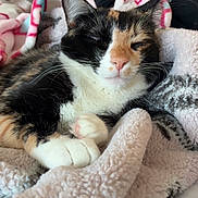 Suki is registered to the contest to win money with this photo: cat, calico, sleeping, cozy, blanket, fleece, indoor, pet, cute, fur, whiskers, paws, relaxed, resting, soft, comfort, animal, closeup, face, nap