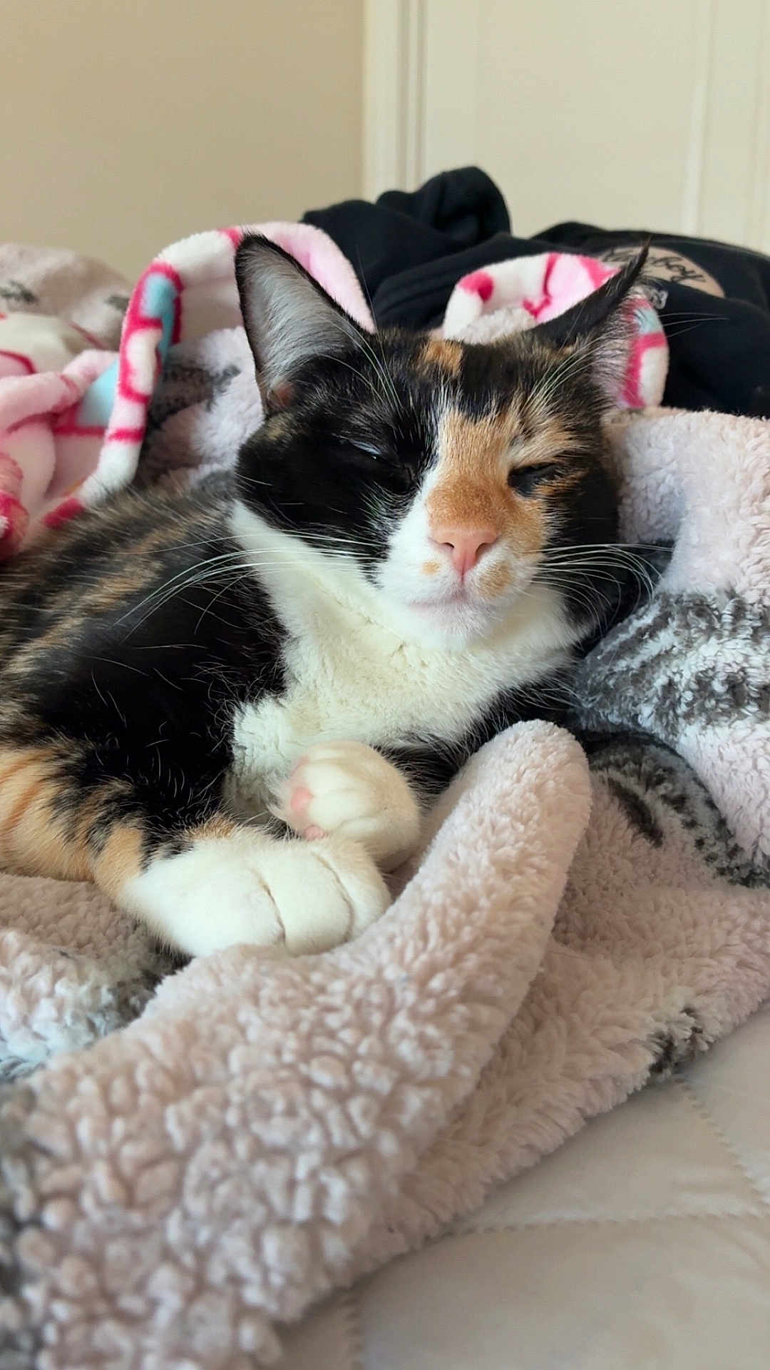 Suki is registered to the contest to win money with this photo: cat, calico, sleeping, cozy, blanket, fleece, indoor, pet, cute, fur, whiskers, paws, relaxed, resting, soft, comfort, animal, closeup, face, nap