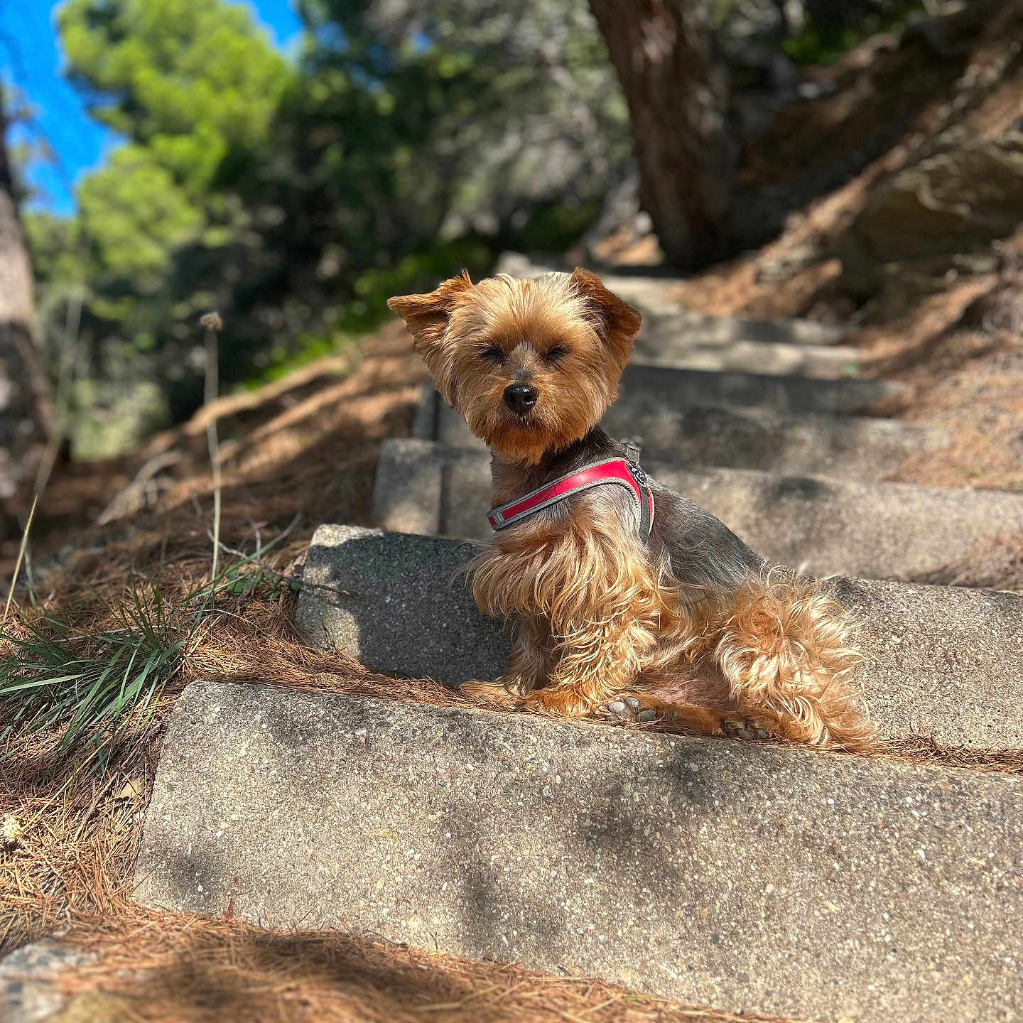 Helios participe au concours pour gagner de l'argent avec cette photo : airedale, animal, canine, dog, grass, land, nature, outdoors, path, pet, plant, puppy, rock, slate, soil, terrier, tree, vegetation, walkway, woodland