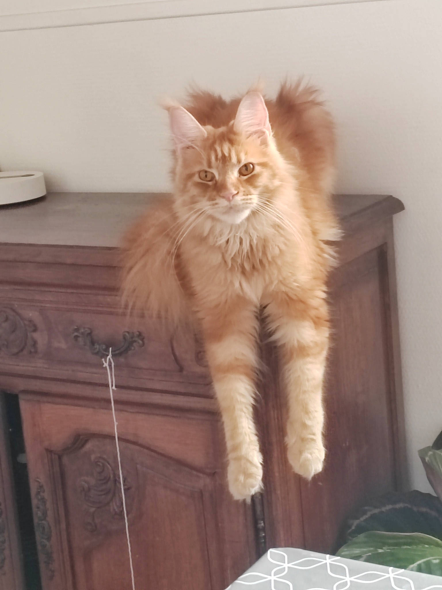 Uston De Jonoxie a rejoint le concours — aidez-le/la à gagner de superbes lots ! british_longhair, carnivore, cat, chair, claw, comfort, domestic_short_haired_cat, fawn, felidae, flooring, fur, hardwood, paw, room, small_to_medium_sized_cats, snout, tail, whiskers, window, wood