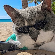 Tt joined the competition — help win amazing prizes! cat, sunglasses, beach, sand, turquoise_towel, relaxing, sunny, outdoor, animal, pet, closeup, gray_and_white, summer, vacation, tropical, palm_tree, leisure, sunshine, resting, cool