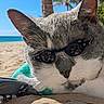 cat, sunglasses, beach, sand, turquoise_towel, relaxing, sunny, outdoor, animal, pet, closeup, gray_and_white, summer, vacation, tropical, palm_tree, leisure, sunshine, resting, cool