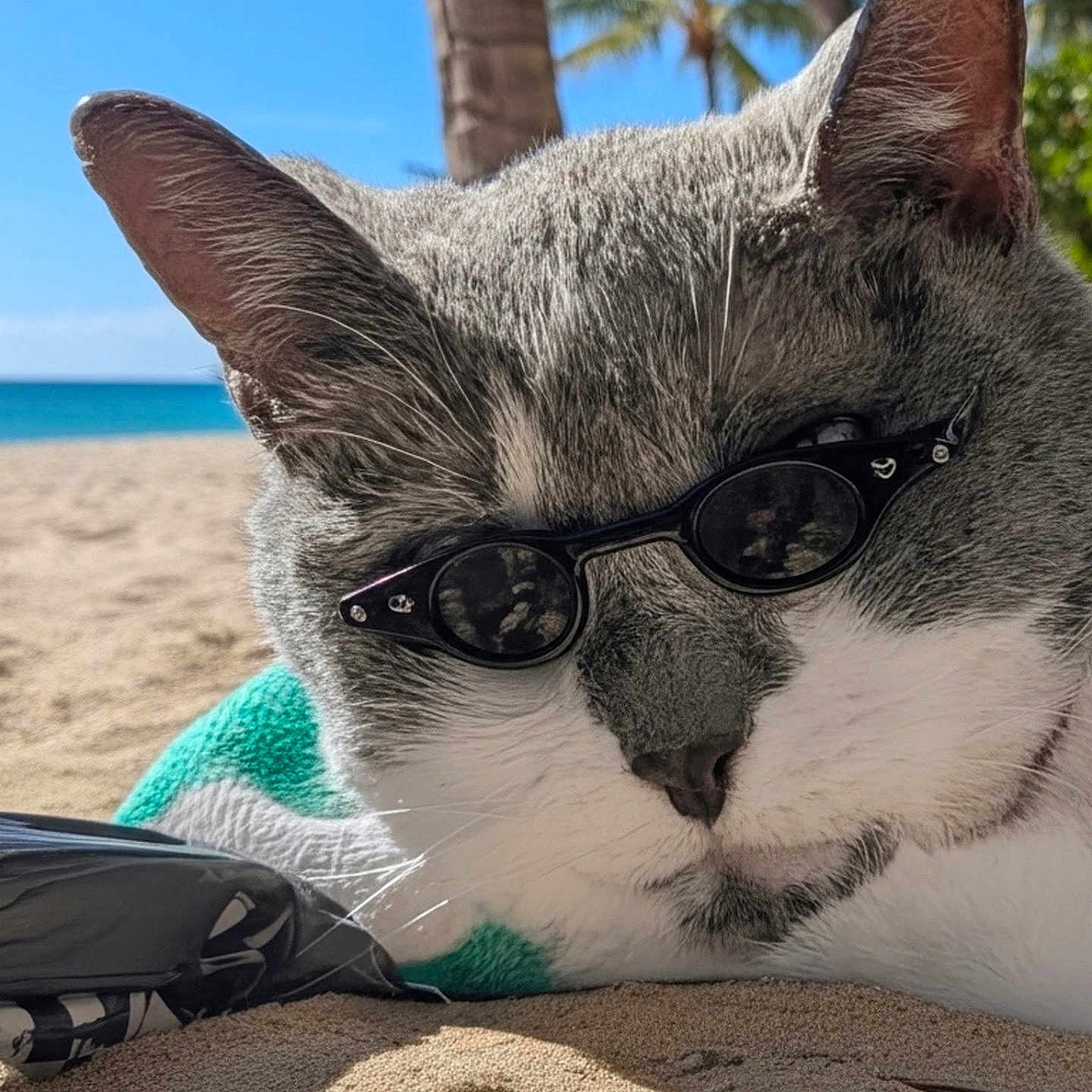 Tt joined the competition — help win amazing prizes! cat, sunglasses, beach, sand, turquoise_towel, relaxing, sunny, outdoor, animal, pet, closeup, gray_and_white, summer, vacation, tropical, palm_tree, leisure, sunshine, resting, cool