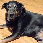 Duck joined the competition — help win amazing prizes! animal, black_dog, calm, canine, decorations, dog, dumbbell, ears, floor, fur, home, indoor, looking_at_camera, lying_down, paw, pet, relaxed, shelf, tan_markings, wooden_floor