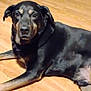 animal, black_dog, calm, canine, decorations, dog, dumbbell, ears, floor, fur, home, indoor, looking_at_camera, lying_down, paw, pet, relaxed, shelf, tan_markings, wooden_floor