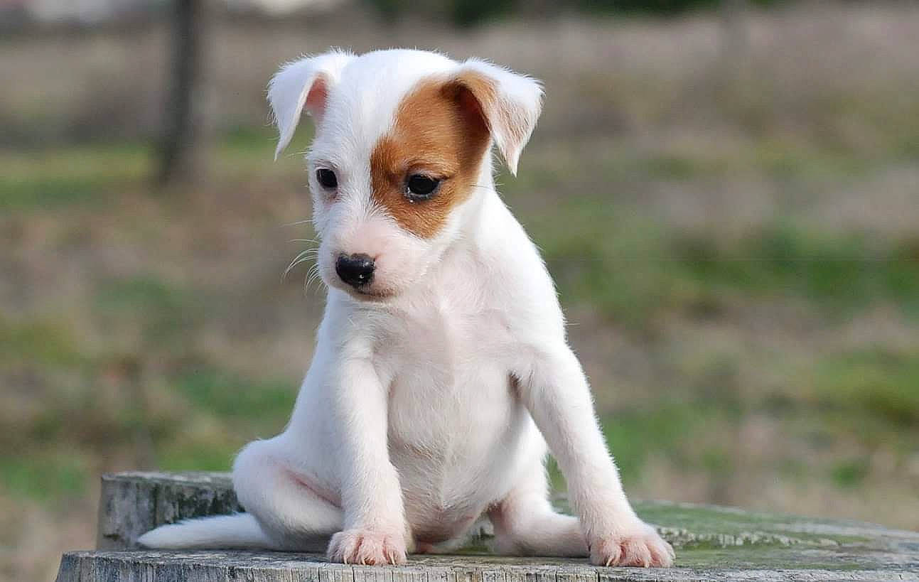 Lana participe au concours pour gagner de l'argent avec cette photo : canidae, carnivore, collar, companion_dog, dog, dog_breed, fawn, fur, grass, irishjacks, non_sporting_group, paw, puppy, snout, sporting_group, terrestrial_animal, terrier, toy_dog, whiskers, working_animal