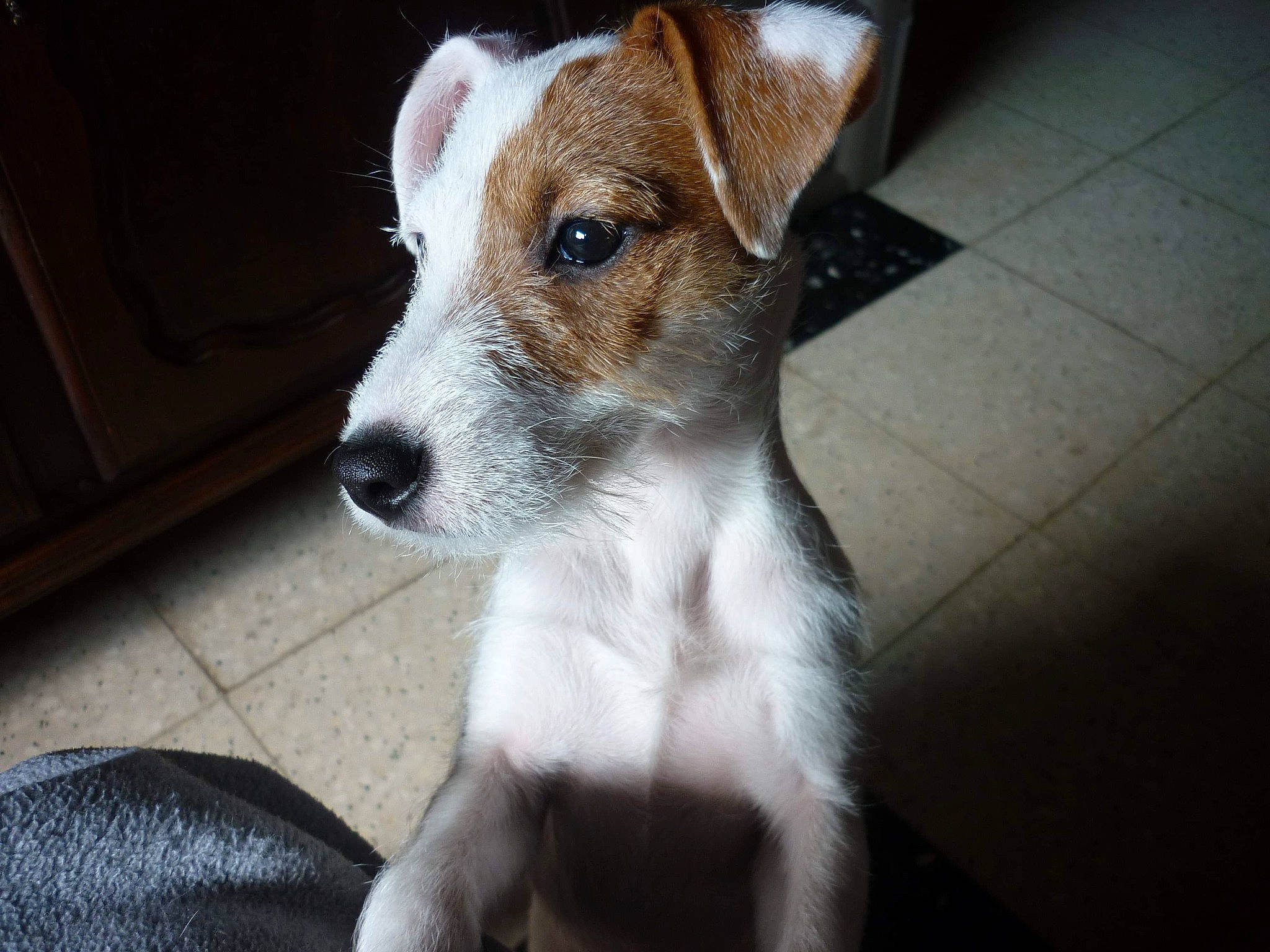 Lana participe au concours pour gagner de l'argent avec cette photo : canidae, carnivore, collar, companion_dog, dog, dog_breed, fawn, fur, irishjacks, non_sporting_group, snout, sporting_group, terrestrial_animal, terrier, whiskers, working_animal