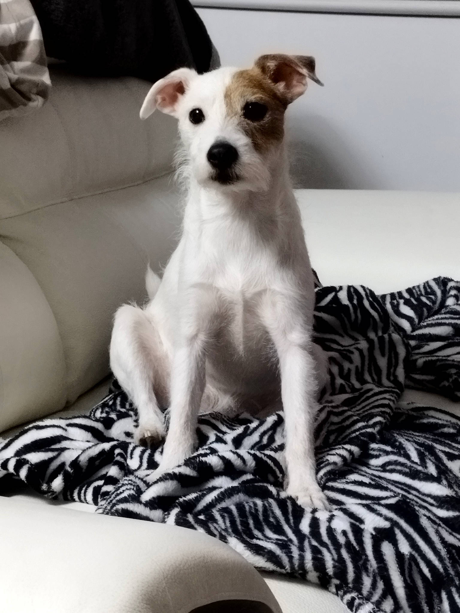 Lana a rejoint le concours — aidez-le/la à gagner de superbes lots ! canidae, carnivore, comfort, companion_dog, couch, dishware, dog, dog_breed, dog_supply, fawn, linens, pattern, paw, snout, sporting_group, terrestrial_animal, terrier, whiskers, white, working_animal