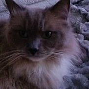 Max joined the competition — help win amazing prizes! angora, animal, bed, bedroom, blanket, cat, couch, face, furniture, head, homedecor, indoors, kitten, linen, manx, pet, quilt, room, siamese, towel