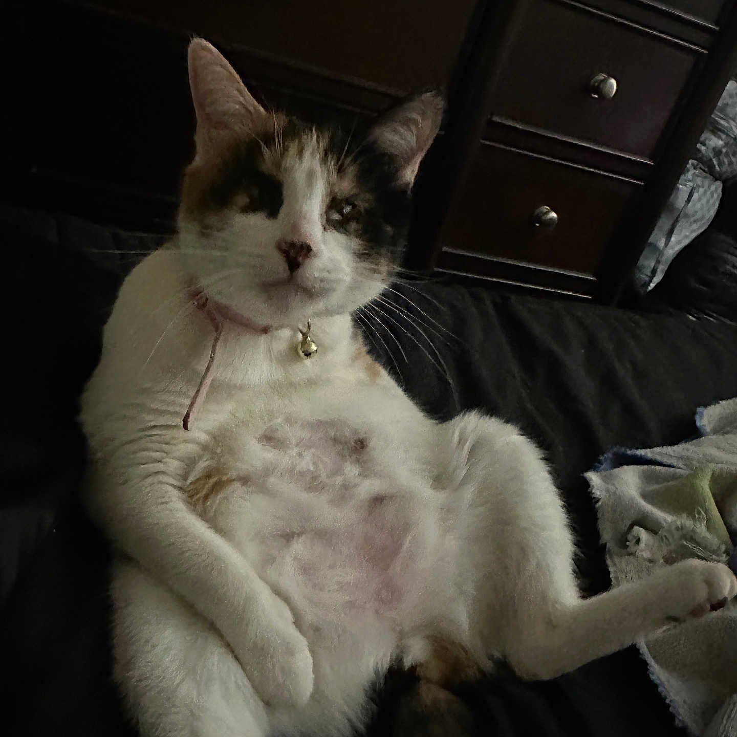 Layla is registered to the contest to win money with this photo: animal, bed, bell, cat, collar, cozy, cute, domestic, dormitory, dresser, feline, fur, furniture, indoor, mammal, pet, relaxed, resting, sleepy, whiskers