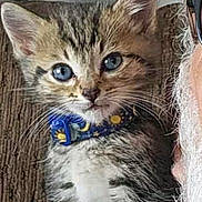 Sparky is registered to the contest to win money with this photo: blue_eyes, brown_furniture, cat, close_up, collar, couch, cozy, curious, cute, domestic_animal, feline, glasses, indoor, kitten, person_partial, pet, sitting, tabby, white_hair, young_cat