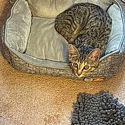 Minnie Pearl joined the competition — help win amazing prizes! alert, animal, carpet, cat, cozy, curled_up, cute, domestic, ears, feline, floor, gray, household, indoor, looking, pet_bed, resting, soft, tabby, whiskers