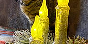 Minnie Pearl is registered to the contest to win money with this photo: background, candles, cat, close_up, cozy, curious, decorative, feline, festive, glitter, holiday_decor, indoor, kitten, ornaments, pet, pine_cone, seasonal, tabby, warm_light, yellow_light