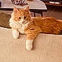 cat, orange_cat, white_paws, fluffy_fur, couch, living_room, table, vase, decor, indoor, pet, relaxed, furniture, curious, cozy, home, animal, resting, fur, whiskers